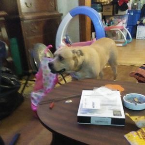 Meet your Posher, Joyce